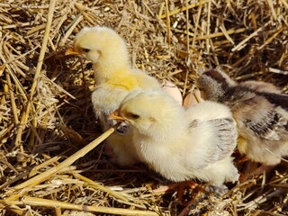 Baby Chicks Standing in a Warm Straw Nest.
