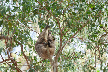 ein Koala auf einem Eukalyptusbaum im Morialta Conservation Park - Adelaide - South Australia.