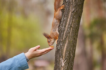 Squirrel Eating from Hand in Park