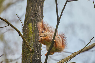 Red Squirrel Eating on Branch