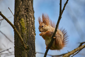 Red Squirrel Eating on Branch © Ryzhkov Oleksandr