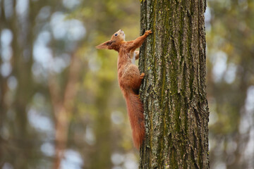 Red Squirrel Climbing Down Tree