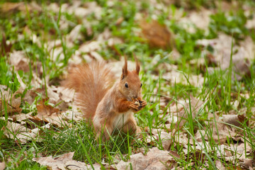 Red Squirrel Eating a Nut on the Ground