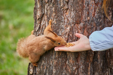 Squirrel Eating from Hand in Park © Ryzhkov Oleksandr
