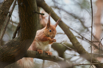 Red Squirrel Eating on Branch © Ryzhkov Oleksandr