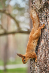 Red Squirrel Climbing Down Tree © Ryzhkov Oleksandr