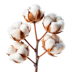 Cotton Plant Flowers Isolated on White Background
