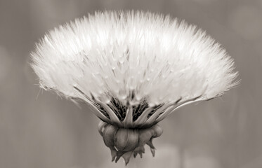 close up of a dandelion