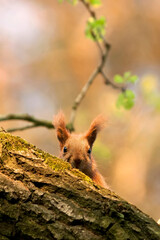 Red squirrel on the tree