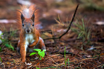 Red squirrel in the forest