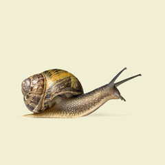 Brown garden snail crawling on a light green background