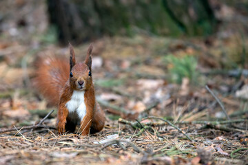 Red squirrel in the forest in the wild