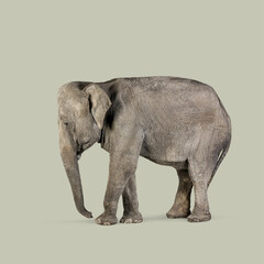 Obraz premium Full body shot of a large asian elephant standing against a seamless green background, perfect for compositing and creative projects