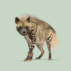 Obraz premium Full body shot of a striped hyena standing against a light green background