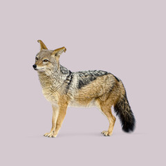 Studio shot of a black backed jackal standing against a purple background