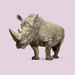 Obraz premium Powerful white rhinoceros standing, displaying its impressive horn and rugged skin