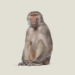 Studio shot of a baboon sitting on a colored background, looking forward