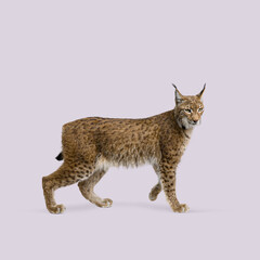 Studio shot of eurasian lynx walking on a seamless light purple background