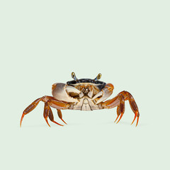 Small colorful crab with big claws standing on a light green background