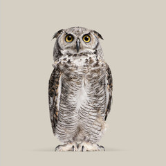 Studio shot of a great horned owl standing on a light grey background, looking intensely