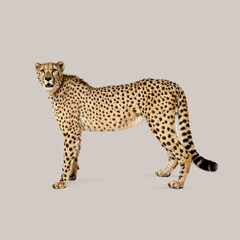 Studio shot of an adult cheetah standing against a seamless gray background