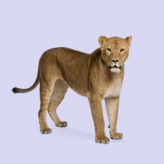 Studio shot of a lioness standing against a purple background