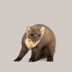 Cute pine marten licking its lips on a seamless gray background
