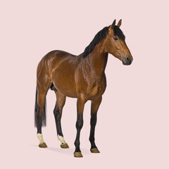 Obraz premium Studio shot of beautiful bay horse standing on a pink background