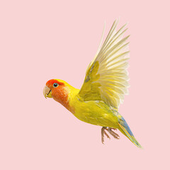 Rosy faced lovebird with open wings, flying on a vibrant pink background, showcasing its colorful plumage
