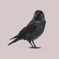 Western jackdaw, corvus monedula, standing against uniform grey background, looking ahead