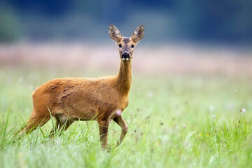 Roe deer in a clearing in the wild