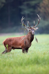Red deer in the forest in the wild