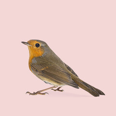 Studio shot of a european robin standing on a seamless pink background