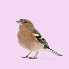 Small common chaffinch standing on a pink background and looking up right