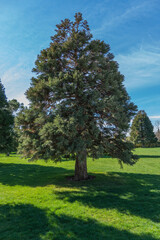 Young Sequoiadendron giganteum (Giant sequoia or giant redwood) trees grow in clearing in city park in Krasnodar. Public landscape of Galician Park. Sunny spring 2024