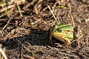 Green frog in the grass in the wild