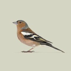 Studio shot of beautiful common chaffinch bird standing on light green background