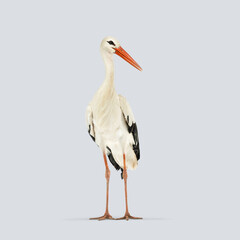 Fototapeta premium Studio shot of a white stork standing on a light grey background