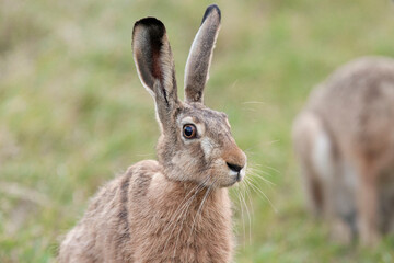 Hare in the grass a portrait