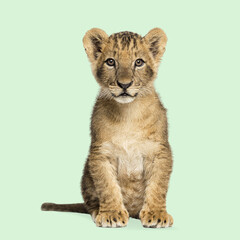 Adorable lion cub sitting and looking forward against a seamless green background