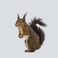 Studio shot of a eurasian red squirrel standing on its hind legs against a grey background