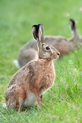 Hare in a clearing in the wild