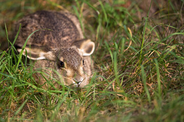 Young hare in the grass