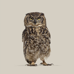 Studio shot of a beautiful spotted eagle owl standing against a light grey background