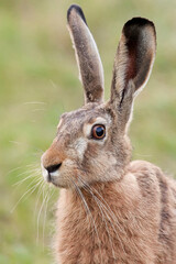 Hare in a clearing in the wild, a portrait