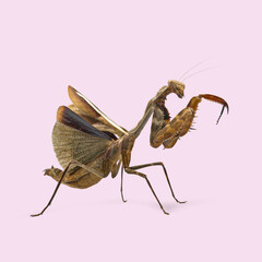 Giant malaysian shield praying mantis standing with spread wings on a pink background