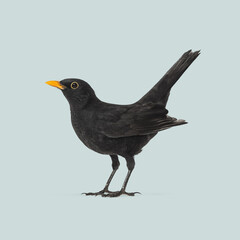 Studio shot of a common blackbird standing against a light blue background