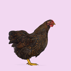 Barnevelder chicken standing against a purple background, showcasing its characteristic dark brown and gold laced plumage