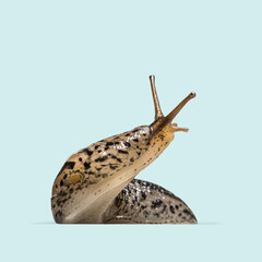 Curious leopard slug - limax maximus - moving slowly and raising its upper tentacles, isolated on a light blue background