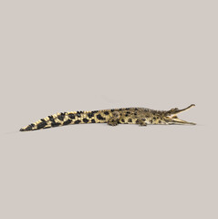 Profile of a young cuban crocodile with open mouth, isolated on a seamless gray background